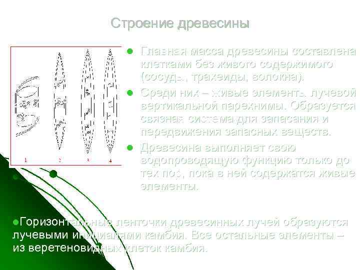 Строение древесины l l. Горизонтальные Главная масса древесины составлена клетками без живого содержимого (сосуды,