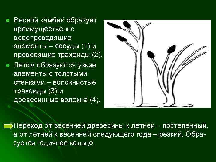 l l Весной камбий образует преимущественно водопроводящие элементы – сосуды (1) и проводящие трахеиды