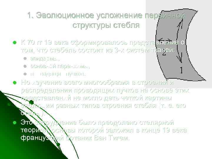 1. Эволюционное усложнение первичной структуры стебля l К 70 гг 19 века сформировалось представление