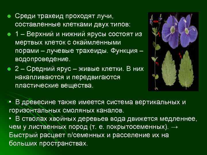 l l l Среди трахеид проходят лучи, составленные клетками двух типов: 1 – Верхний