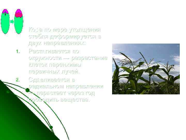 l 1. 2. Кора по мере утолщения стебля деформируется в двух направлениях: Растягивается по