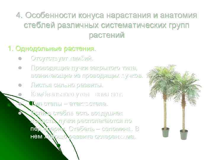 4. Особенности конуса нарастания и анатомия стеблей различных систематических групп растений 1. Однодольные растения.