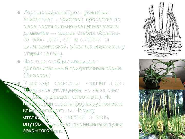 l l l Хорошо выражен рост усиления: апикальная меристема проростка по мере роста сильно