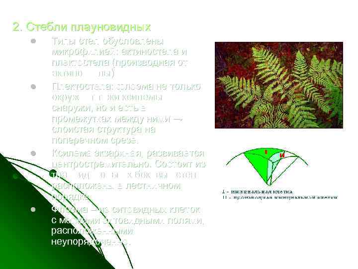 2. Стебли плауновидных l l Типы стел обусловлены микрофилией: актиностела и плектостела (производная от