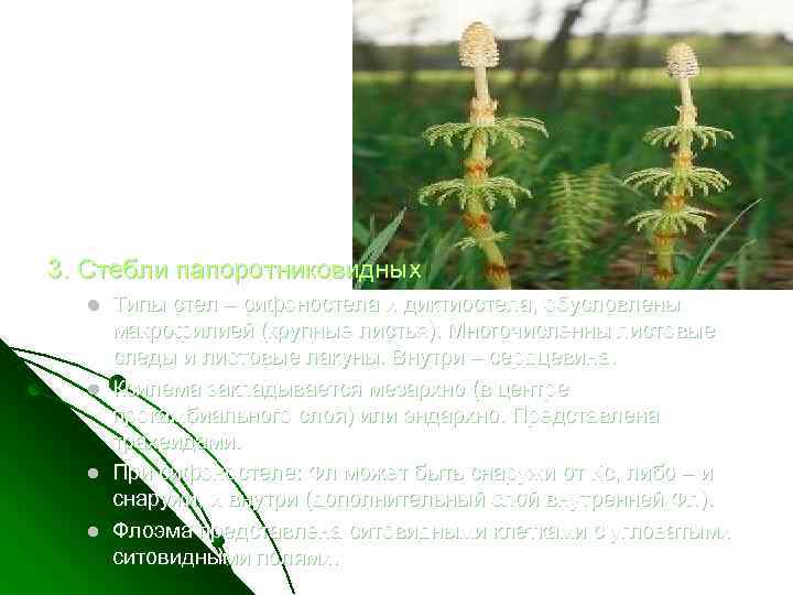 3. Стебли папоротниковидных l l Типы стел – сифоностела и диктиостела, обусловлены макрофилией (крупные