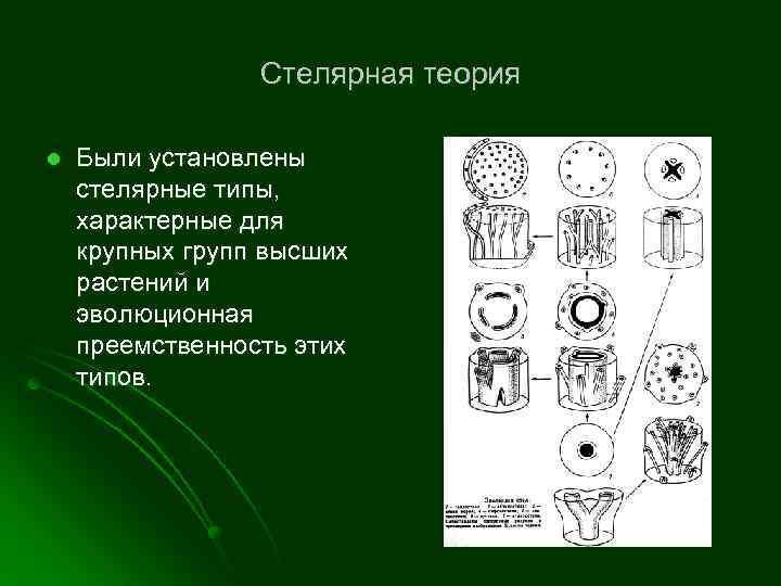 Стелярная теория l Были установлены стелярные типы, характерные для крупных групп высших растений и