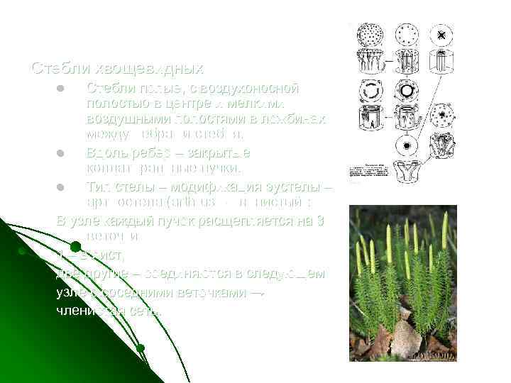 Стебли хвощевидных Стебли полые, с воздухоносной полостью в центре и мелкими воздушными полостями в