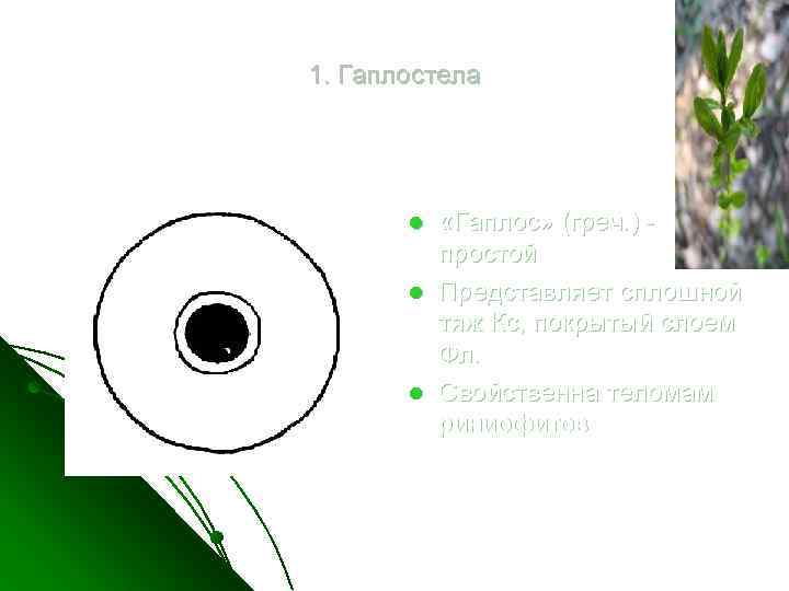 1. Гаплостела l l l «Гаплос» (греч. ) простой Представляет сплошной тяж Кс, покрытый