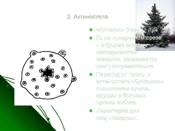 2. Актиностела l l «Актинос» (греч. ) - луч Кс на поперечном срезе –
