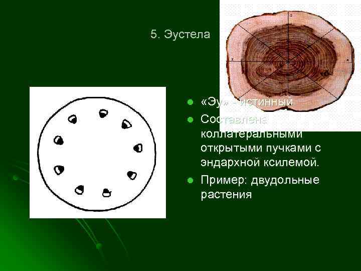 5. Эустела l l l «Эу» - истинный Составлена коллатеральными открытыми пучками с эндархной