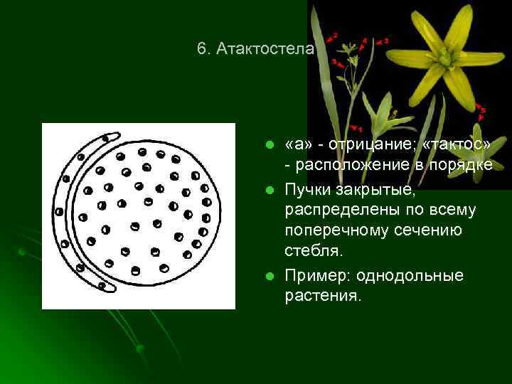 6. Атактостела l l l «а» - отрицание; «тактос» - расположение в порядке Пучки