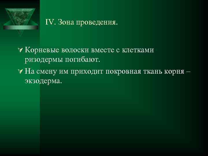 IV. Зона проведения. Ú Корневые волоски вместе с клетками ризодермы погибают. Ú На смену