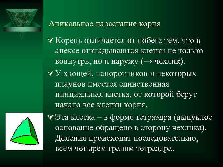 Апикальное нарастание корня Ú Корень отличается от побега тем, что в апексе откладываются клетки