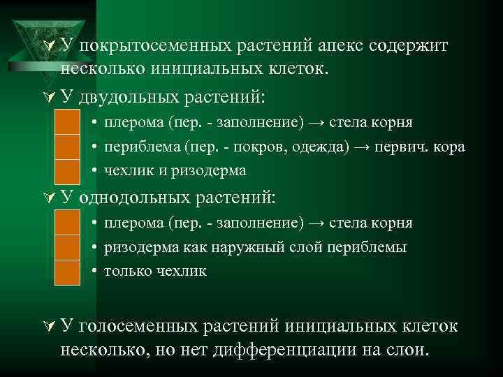 Ú У покрытосеменных растений апекс содержит несколько инициальных клеток. Ú У двудольных растений: •