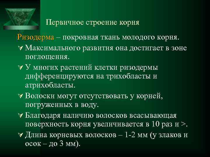 Первичное строение корня Ризодерма – покровная ткань молодого корня. Ú Максимального развития она достигает