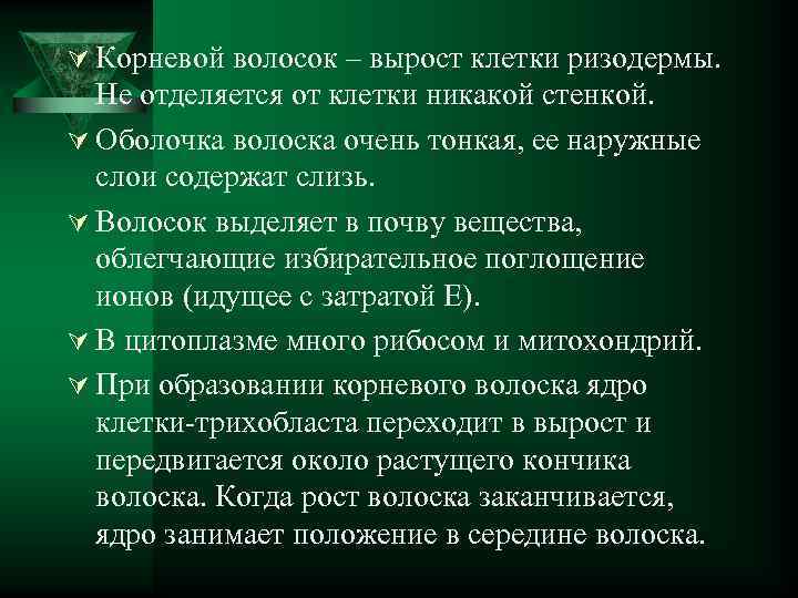 Ú Корневой волосок – вырост клетки ризодермы. Не отделяется от клетки никакой стенкой. Ú