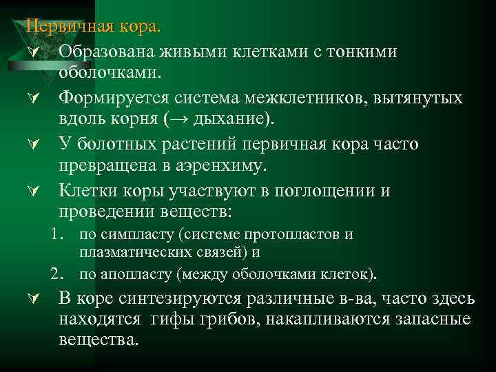 Первичная кора. Ú Образована живыми клетками с тонкими оболочками. Ú Формируется система межклетников, вытянутых