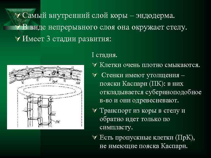 Ú Самый внутренний слой коры – эндодерма. Ú В виде непрерывного слоя она окружает