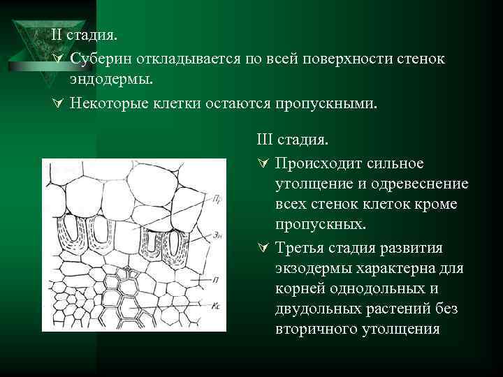 II стадия. Ú Суберин откладывается по всей поверхности стенок эндодермы. Ú Некоторые клетки остаются