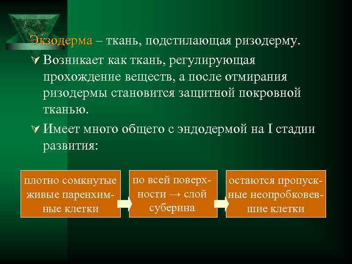 Экзодерма – ткань, подстилающая ризодерму. Ú Возникает как ткань, регулирующая прохождение веществ, а после