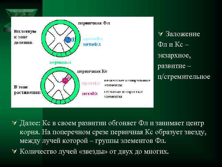 Ú Заложение Фл и Кс – экзархное, развитие – ц/стремительное Ú Далее: Кс в