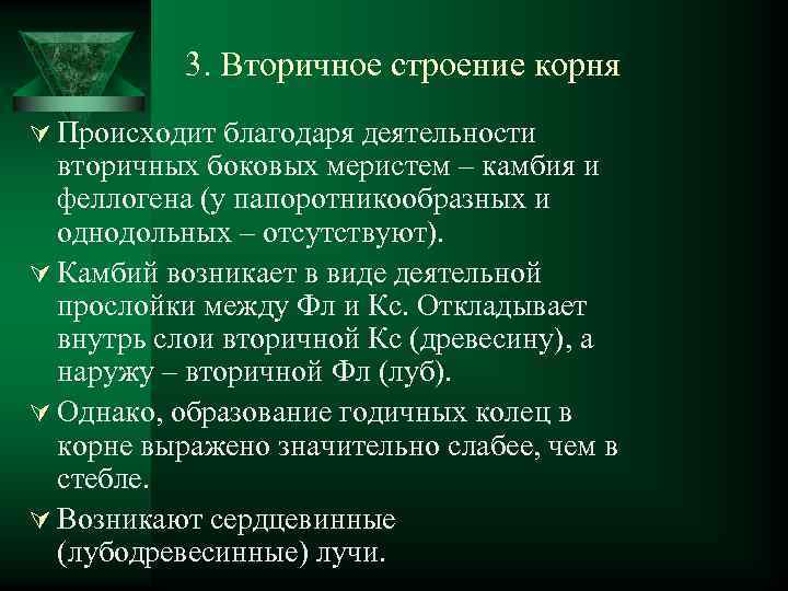 3. Вторичное строение корня Ú Происходит благодаря деятельности вторичных боковых меристем – камбия и