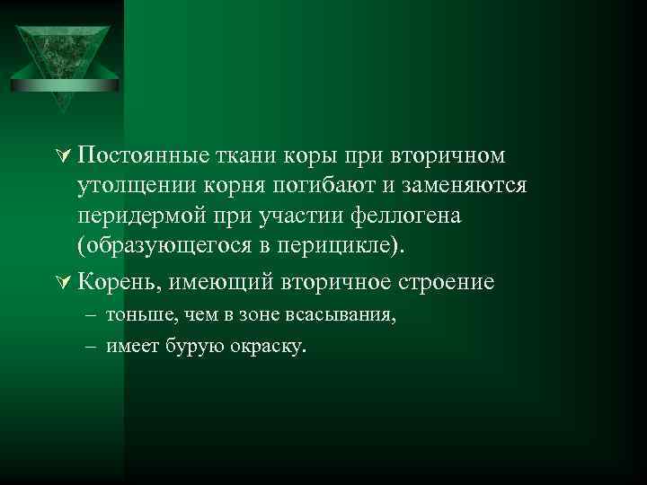 Ú Постоянные ткани коры при вторичном утолщении корня погибают и заменяются перидермой при участии