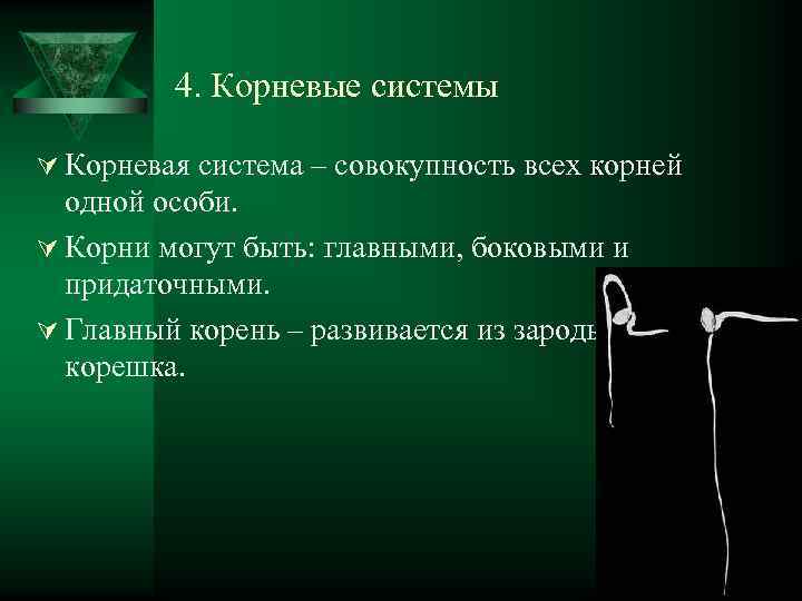 4. Корневые системы Ú Корневая система – совокупность всех корней одной особи. Ú Корни