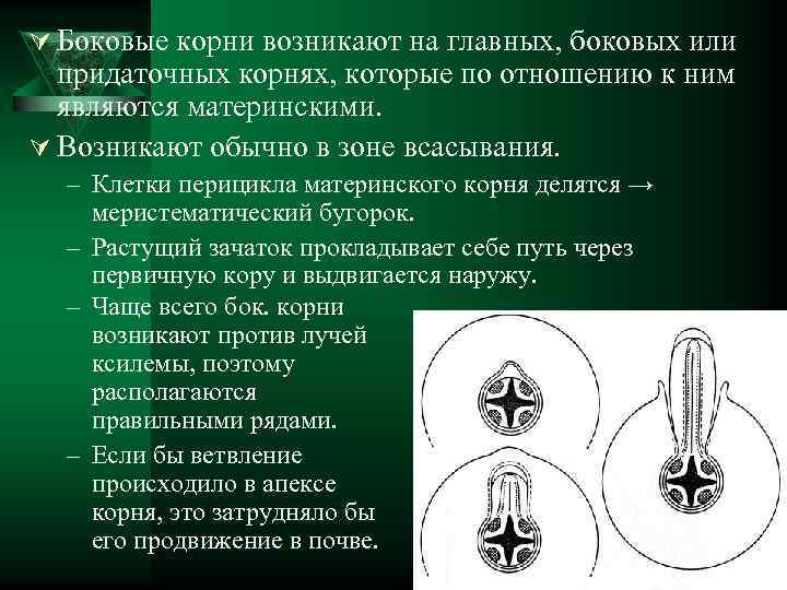 Ú Боковые корни возникают на главных, боковых или придаточных корнях, которые по отношению к