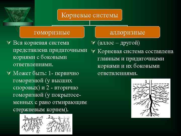 Корневые системы гоморизные Ú Вся корневая система аллоризные Ú (аллос – другой) представлена придаточными