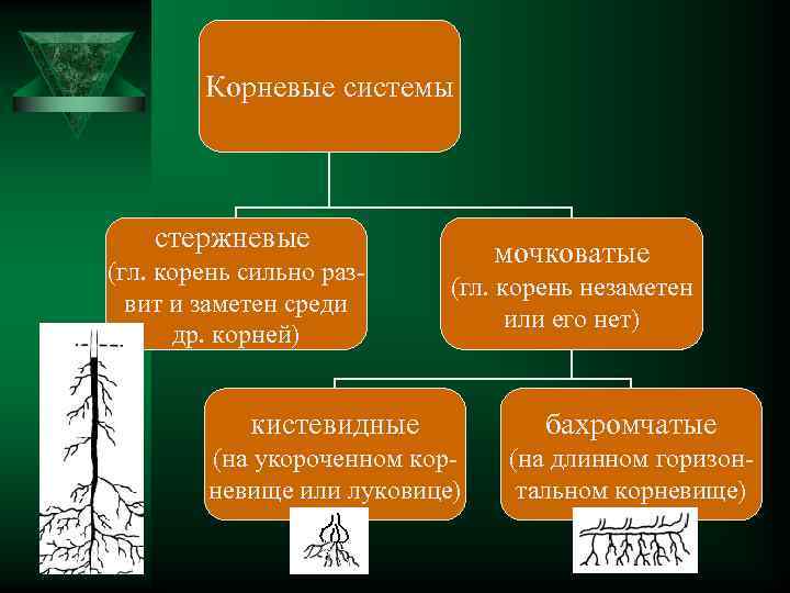 Корневые системы стержневые (гл. корень сильно развит и заметен среди др. корней) мочковатые (гл.