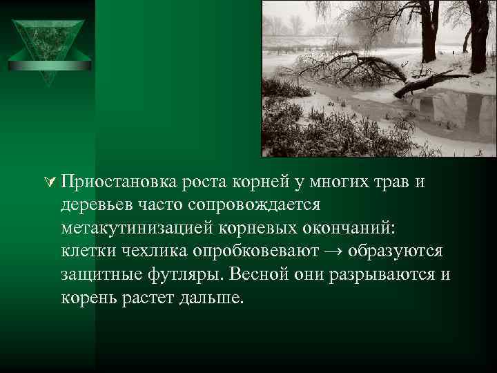 Ú Приостановка роста корней у многих трав и деревьев часто сопровождается метакутинизацией корневых окончаний: