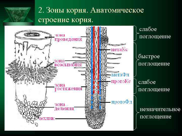 Сосуды корня расположены. Строение корня анатомия. Внутреннее строение корня срез. Внутреннее строение корня первичное. Клетки зоны всасывания корня.