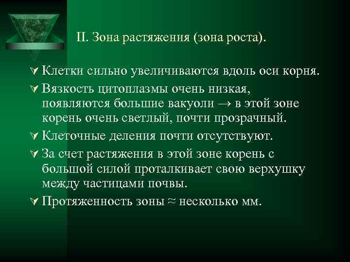 II. Зона растяжения (зона роста). Ú Клетки сильно увеличиваются вдоль оси корня. Ú Вязкость