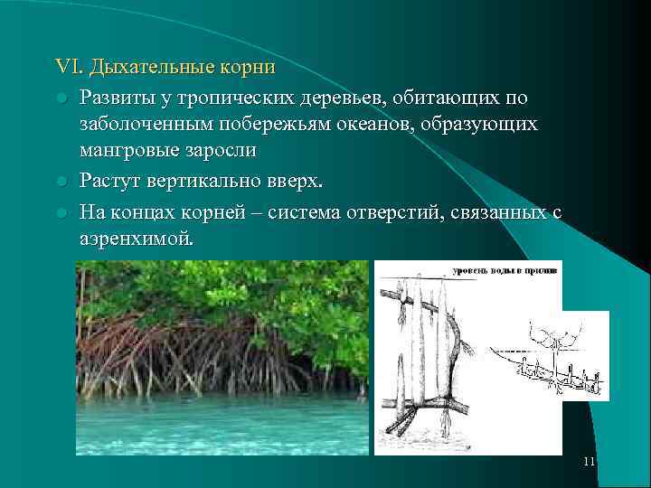 VI. Дыхательные корни l Развиты у тропических деревьев, обитающих по заболоченным побережьям океанов, образующих