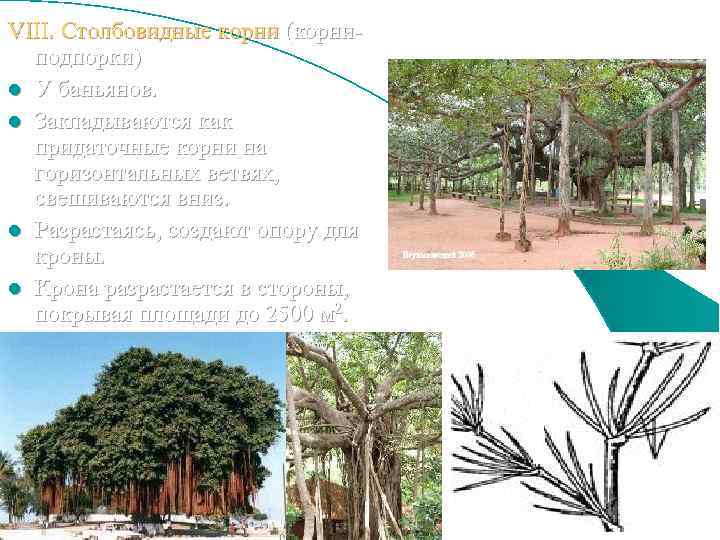 VIII. Столбовидные корни (корниподпорки) l У баньянов. l Закладываются как придаточные корни на горизонтальных