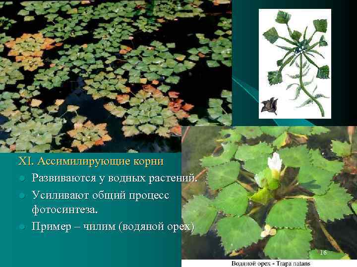 XI. Ассимилирующие корни l Развиваются у водных растений. l Усиливают общий процесс фотосинтеза. l
