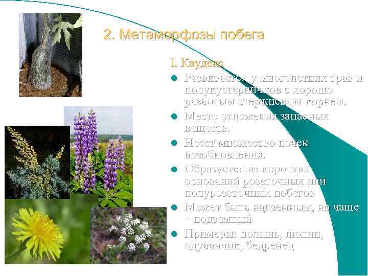2. Метаморфозы побега I. Каудекс l Развивается у многолетних трав и полукустарничков с хорошо