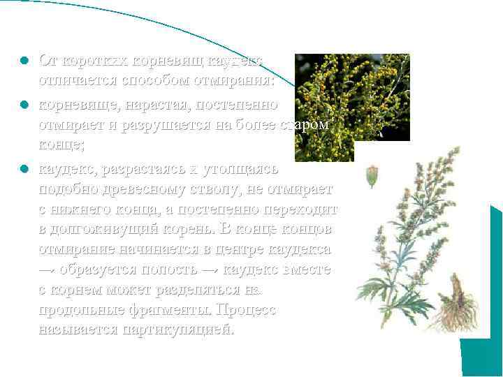 От коротких корневищ каудекс отличается способом отмирания: l корневище, нарастая, постепенно отмирает и разрушается