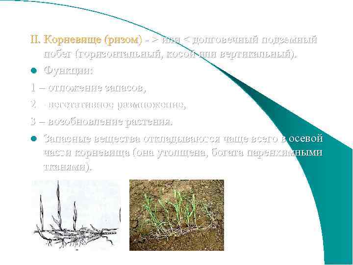 II. Корневище (ризом) - > или < долговечный подземный побег (горизонтальный, косой или вертикальный).