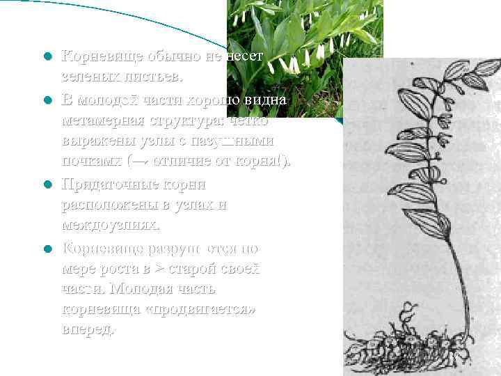 l l Корневище обычно не несет зеленых листьев. В молодой части хорошо видна метамерная