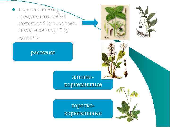 l Корневища могут представлять собой моноподий (у вороньего глаза) и симподий (у купены) растения