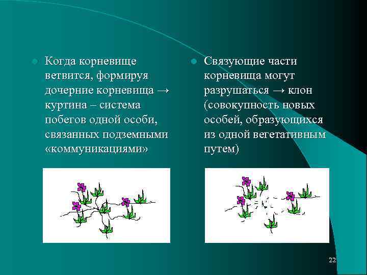 l Когда корневище ветвится, формируя дочерние корневища → куртина – система побегов одной особи,