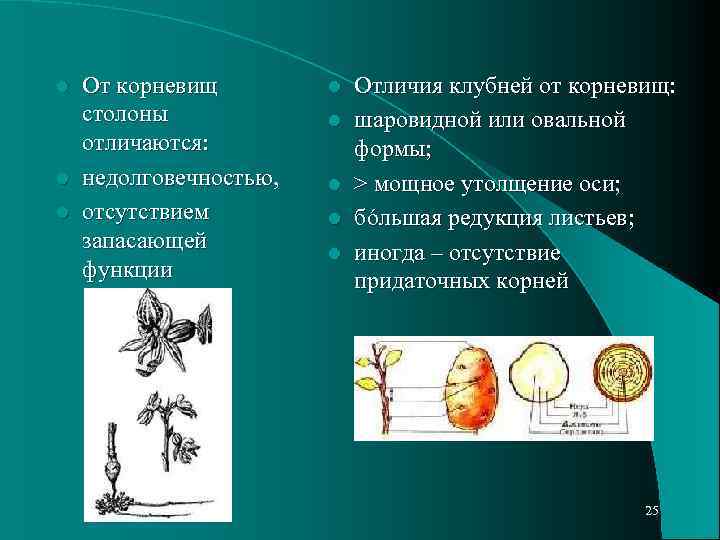 Чем отличается корневище. Столон отличается от корневища. Столон отличие от корневища. Столоны функции. Корневища , столон,клубень.