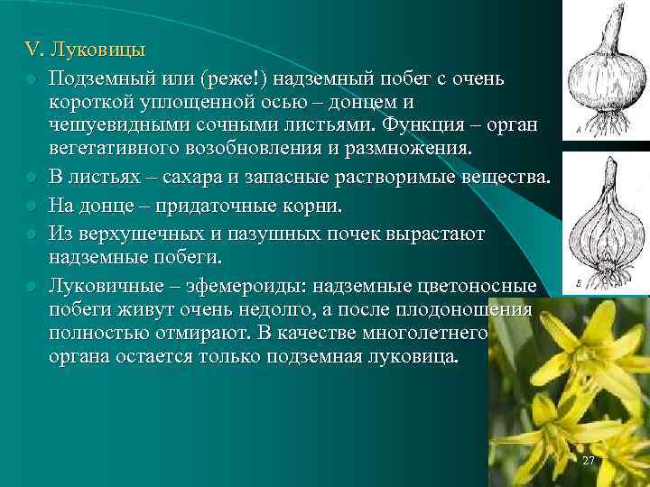 V. Луковицы l Подземный или (реже!) надземный побег с очень короткой уплощенной осью –