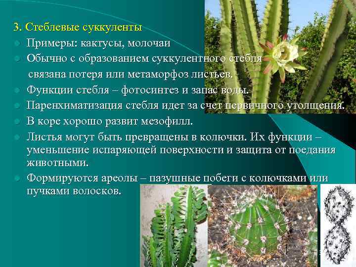 3. Стеблевые суккуленты l Примеры: кактусы, молочаи l Обычно с образованием суккулентного стебля связана