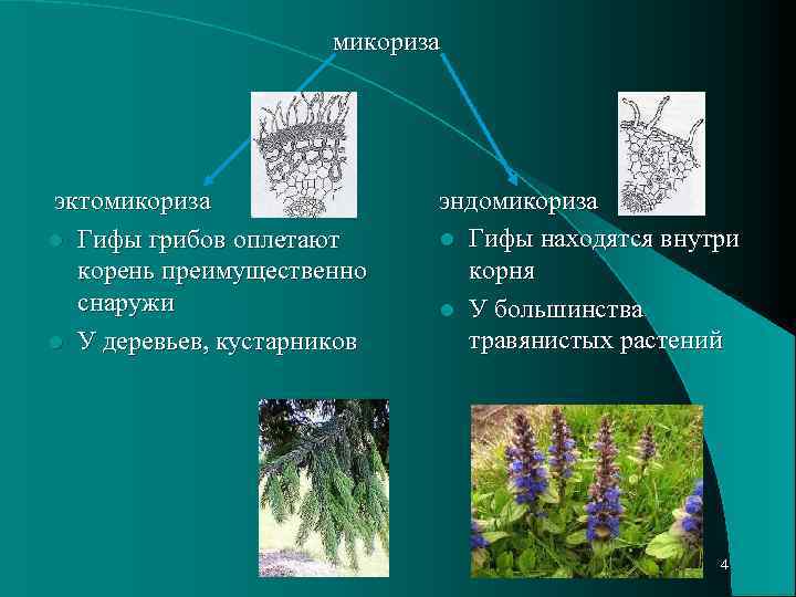 Оплетенные гифами гриба представляет собой