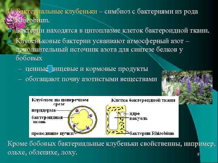 II. Бактериальные клубеньки – симбиоз с бактериями из рода Rhizobium. l Бактерии находятся в
