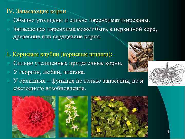 IV. Запасающие корни l Обычно утолщены и сильно паренхиматизированы. l Запасающая паренхима может быть