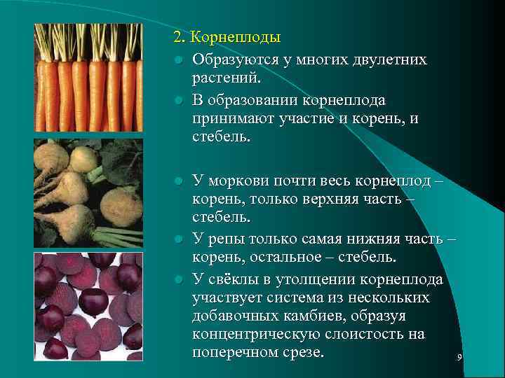 Какие растения образуют корнеплоды. В образовании корнеплодов участвуют. Растения образующие корнеплоды. Корнеплоды образуются у. Двулетние растения корнеплоды.